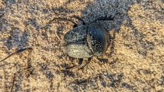 Scarabaeus cicatricosus