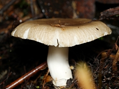 Russula neerimea