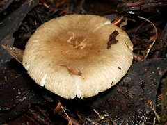 Russula neerimea
