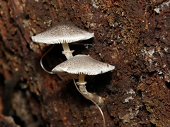 Lepiota fuliginosa