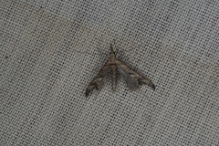 Tineodes adactylalis