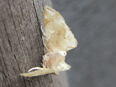 Trichophysetis cretacea