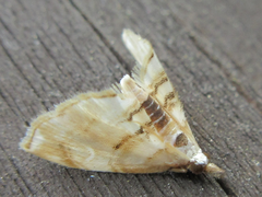 Trichophysetis cretacea