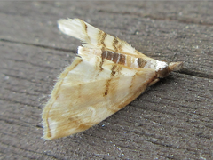 Trichophysetis cretacea