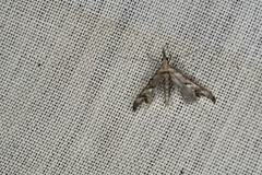 Tineodes adactylalis