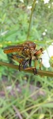 Cophinopoda