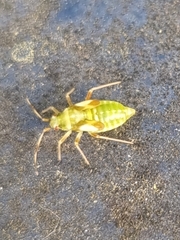 Dryophilocoris flavoquadrimaculatus