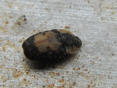 Omosita discoidea