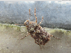 Gibber nodulosus