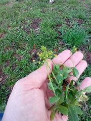 Draba nemorosa
