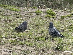Columba livia domestica