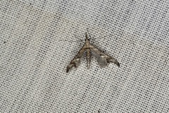 Tineodes adactylalis