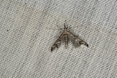 Tineodes adactylalis