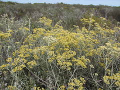 Helichrysum bachmannii