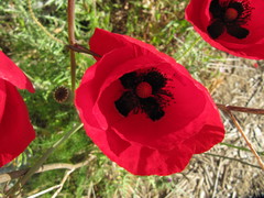 Papaver rhoeas