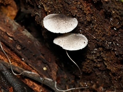 Lepiota fuliginosa