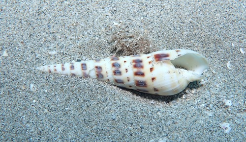 Terebra maculata observed 2022-04-27