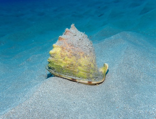 Cassis cornuta observed 2022-04-27