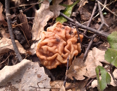 Gyromitra gigas