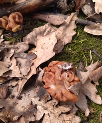 Gyromitra gigas