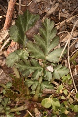 Geum canadense texanum