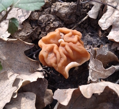 Gyromitra gigas