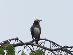 Agropsar philippensis