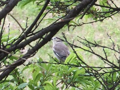 Agropsar philippensis