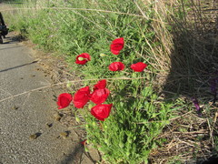 Papaver rhoeas