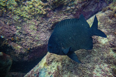Parma alboscapularis