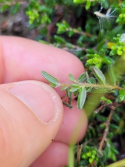 Pomaderris phylicifolia