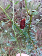 Bossiaea stephensonii