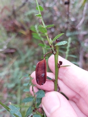 Bossiaea stephensonii