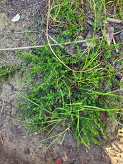 Pomaderris phylicifolia