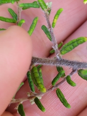 Pomaderris phylicifolia