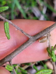 Pomaderris phylicifolia