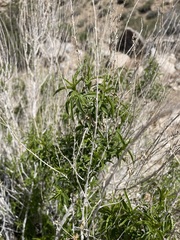 Brickellia longifolia