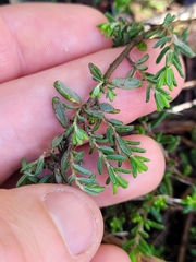 Pomaderris phylicifolia