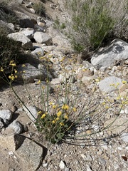 Eriogonum nudum westonii