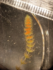 Lamprothamnium macroanthum