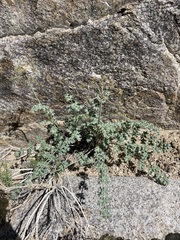 Lomatium rigidum