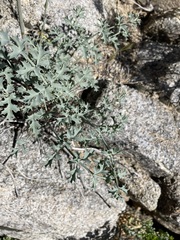 Lomatium rigidum