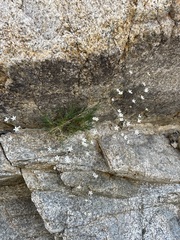 Eremogone ferrisiae