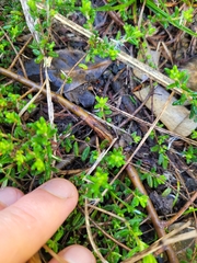 Pomaderris phylicifolia