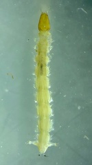 Clinotanypus
