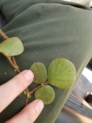 Desmodium rotundifolium