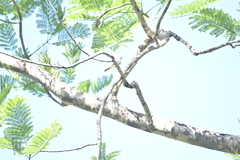 Myiodynastes maculatus