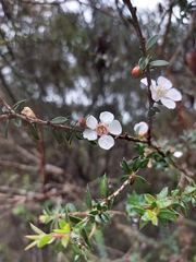 Leptospermum squarrosum