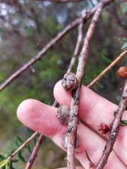 Leptospermum squarrosum