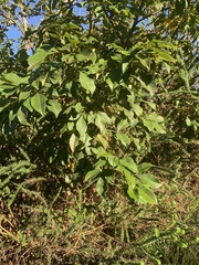 Searsia chirindensis